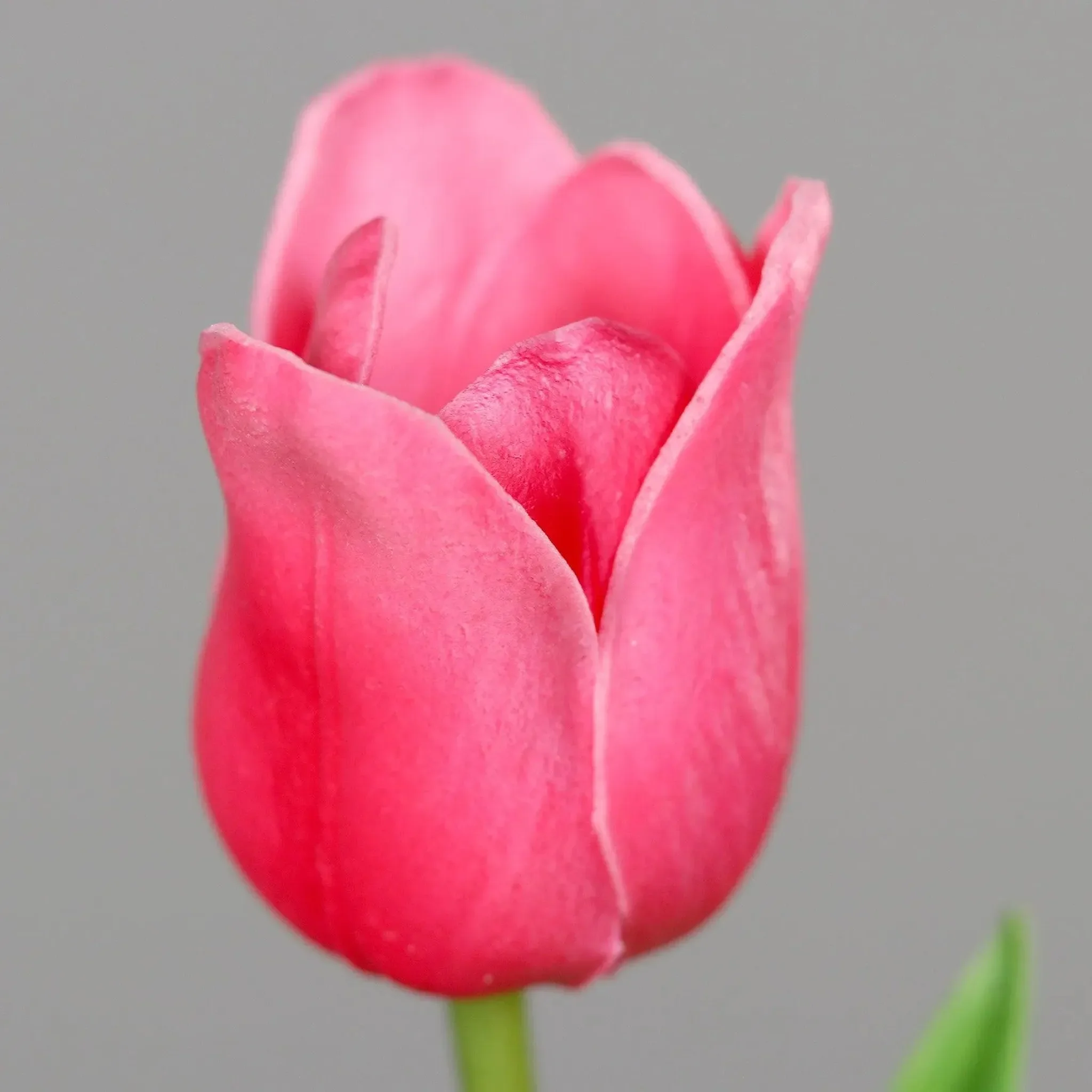 aplanta Künstliche Tulpe "Sam" – 60 cm, Real Touch, Rosa